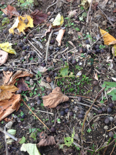 image-20121130153321.png