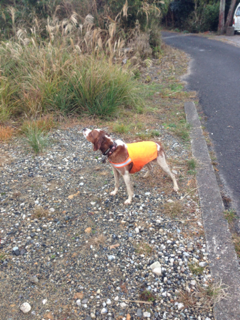 image-20121130154152.png