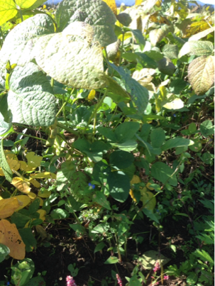 image-20131008133833.png