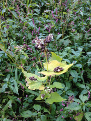 image-20131008133917.png