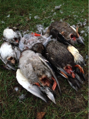 image-20131008134736.png
