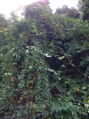 image-20131008135642.png
